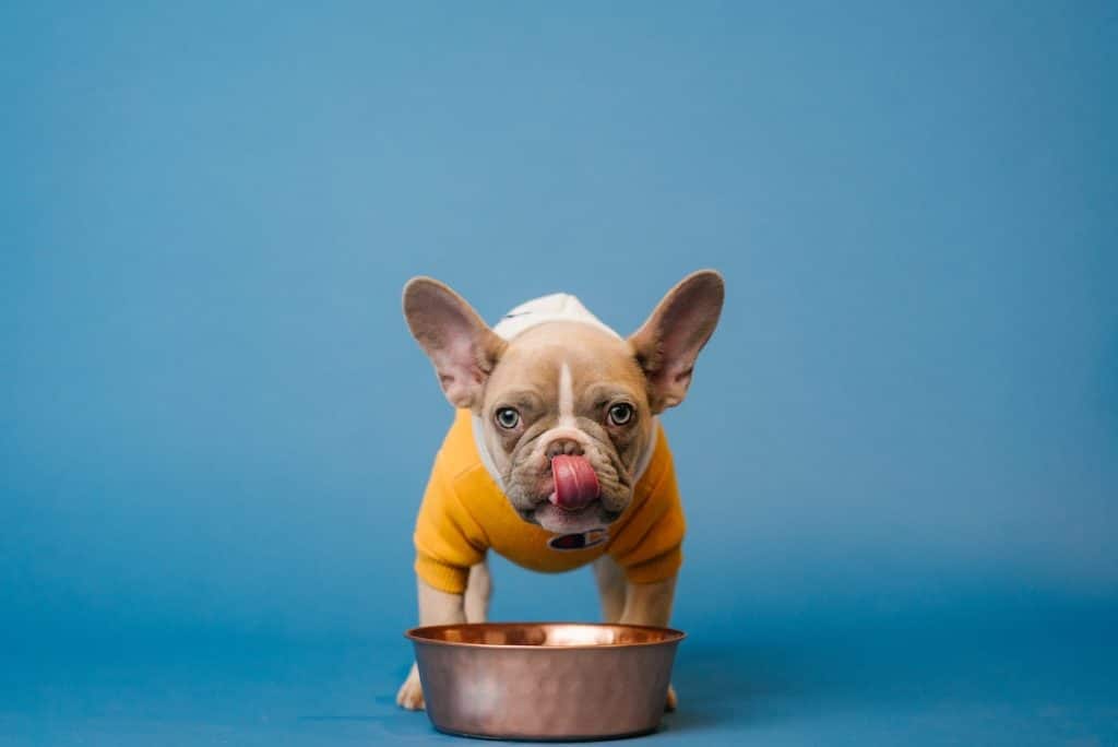 A french bulldog licking her lips in front of a copper food bowl.