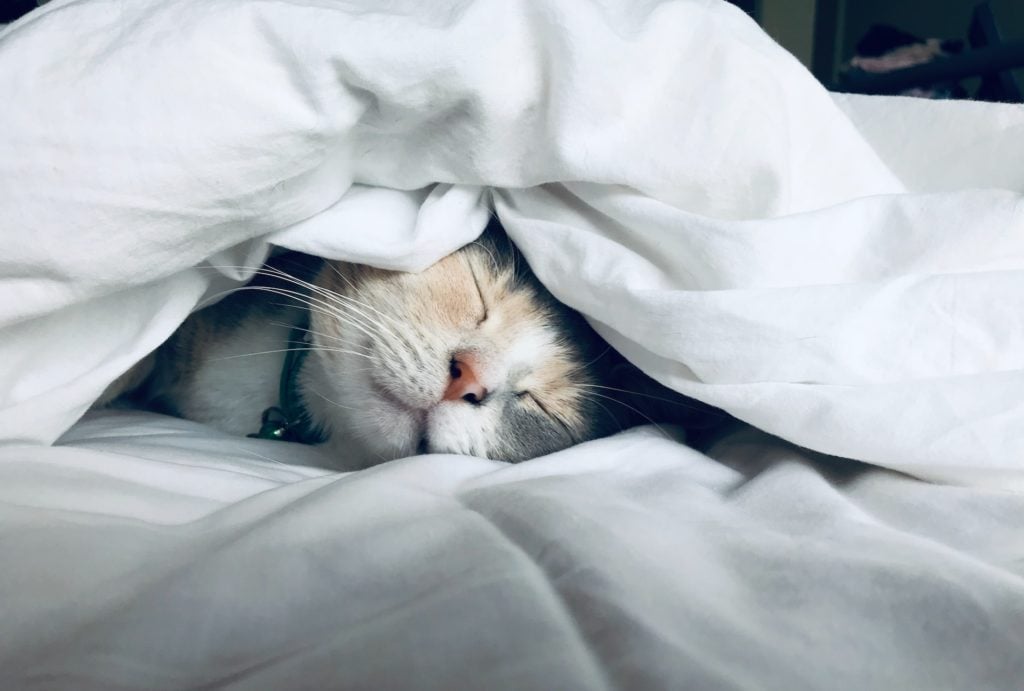 Cat sleeping under the covers on a bed with white sheets.