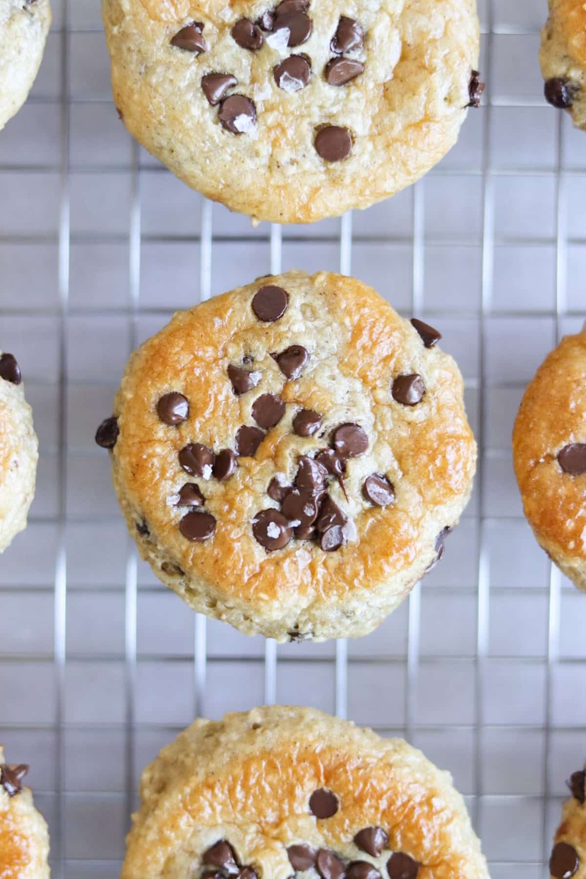 Chocolate Chip Protein Muffins Recipe